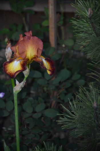 Iris germanica 'Spreckees'