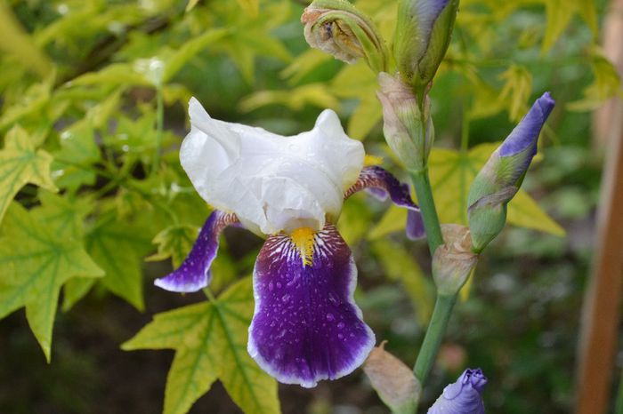 Iris germanica 'Wabash'