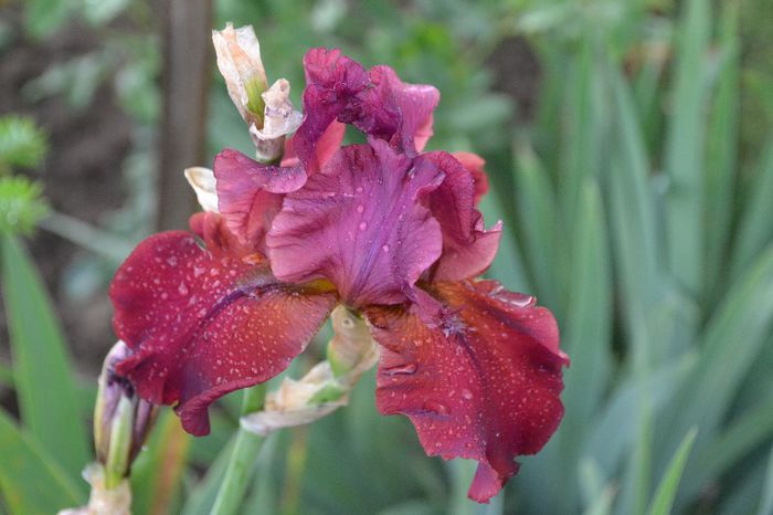 Iris germanica 'War Chief'