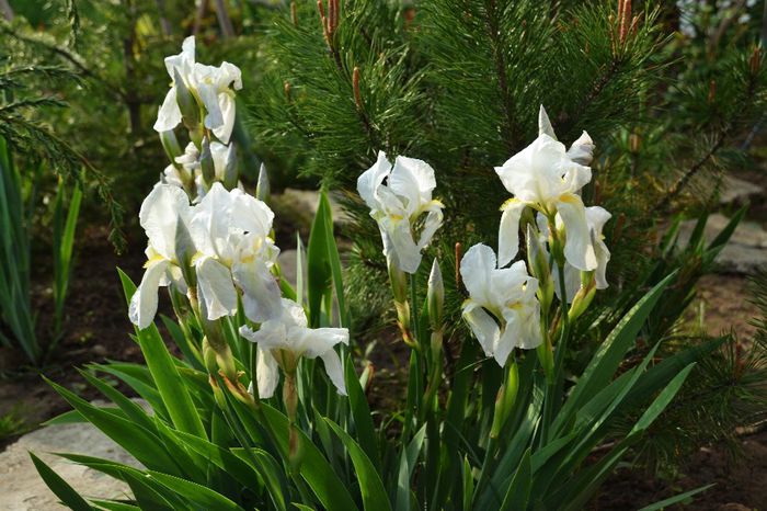 Iris germanica White