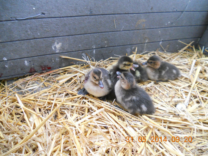 Bahama Standard - Tineret-2014