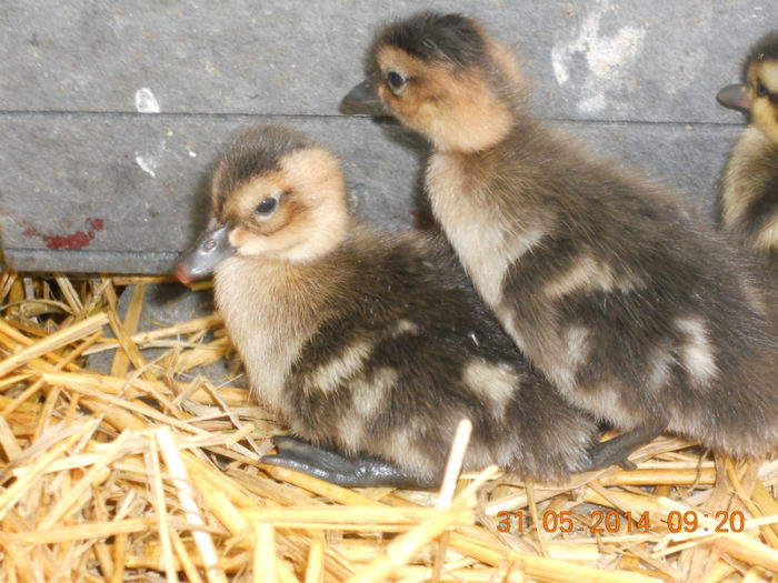 DSCN5817 - Tineret-2014