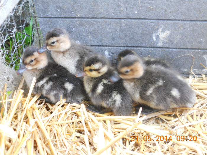 DSCN5818 - Tineret-2014