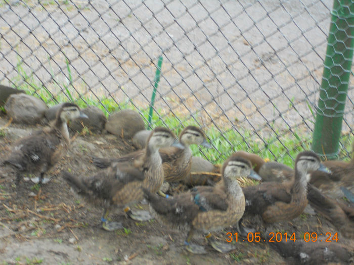 Caroline - Tineret-2014