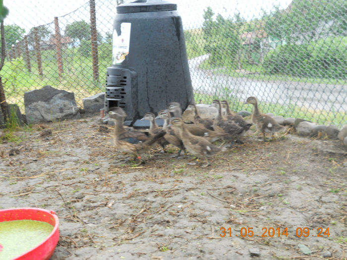 DSCN5825 - Tineret-2014