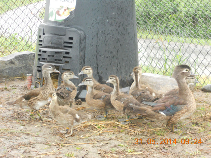 DSCN5826 - Tineret-2014