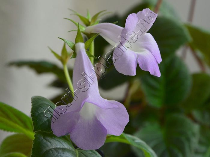 Sinningia Luci s Sheer Blue - GLOXINIA _ SINNINGIA 2