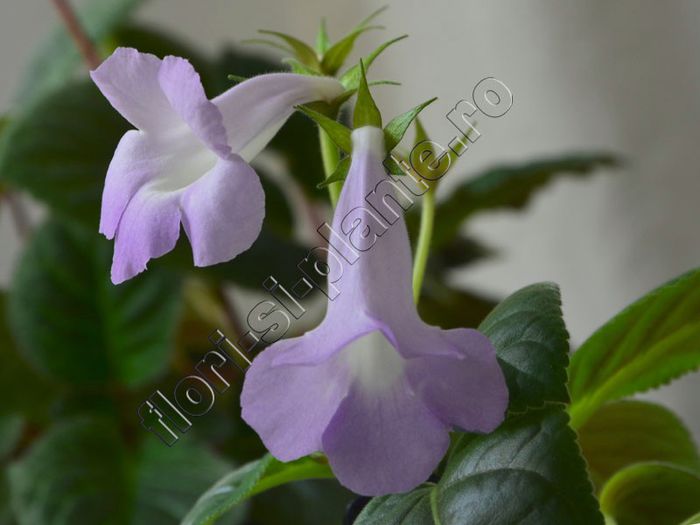 Sinningia Luci s Sheer Blue - GLOXINIA _ SINNINGIA 2