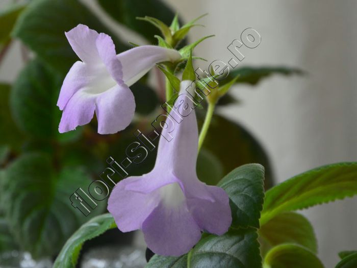 Sinningia Luci s Sheer Blue - GLOXINIA _ SINNINGIA 2