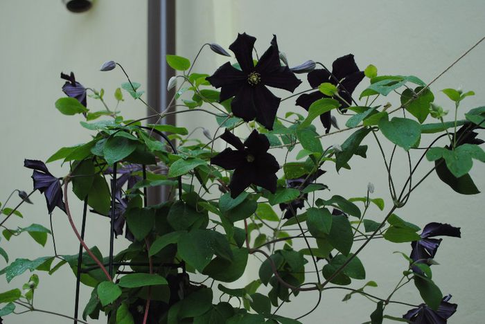 clematis Romantika - yyy 2014 Trandafiri si clematite
