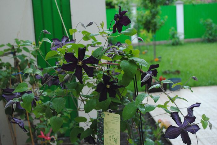 clematis Romantika - yyy 2014 Trandafiri si clematite