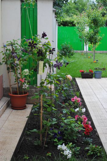 dupa ploaie.. - yyy 2014 Trandafiri si clematite