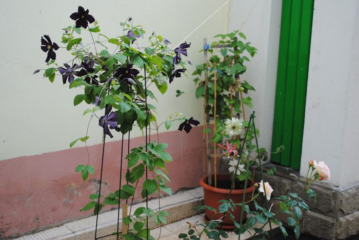 31 mai - yyy 2014 Trandafiri si clematite