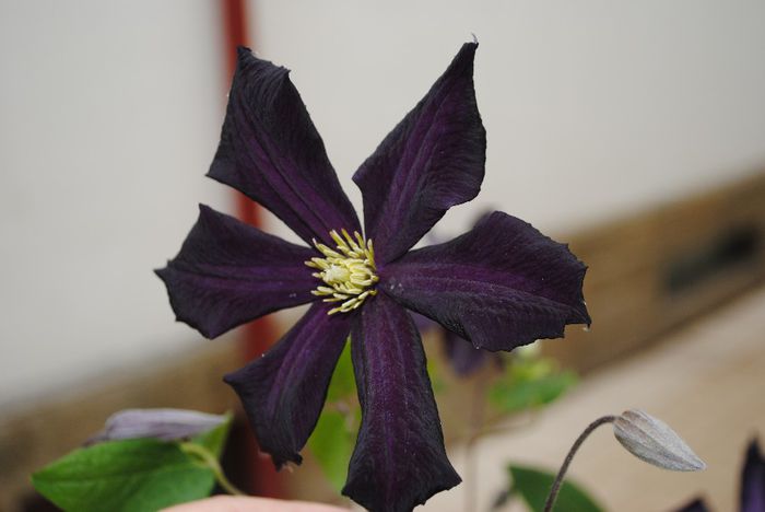 clematis Romantika - yyy 2014 Trandafiri si clematite