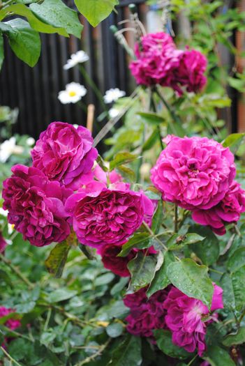 Munstead Wood - yyy 2014 Trandafiri si clematite