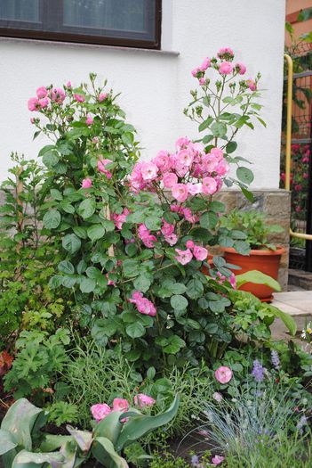 Angela - yyy 2014 Trandafiri si clematite