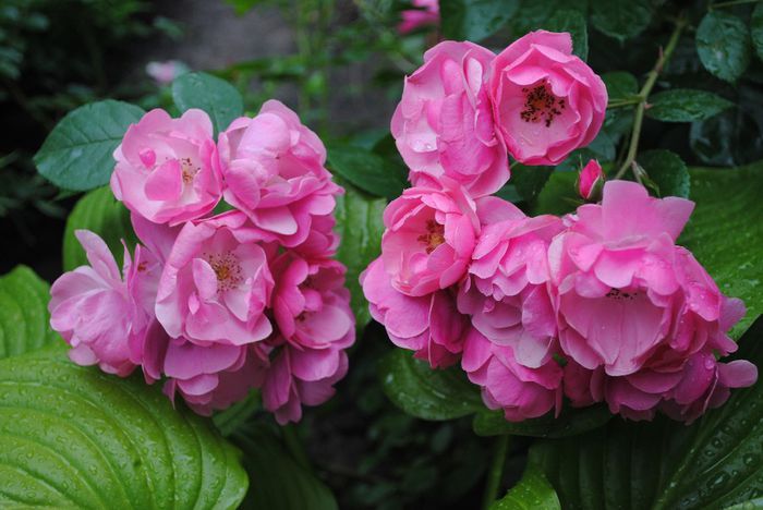 flori pe jos de la ploaie - yyy 2014 Trandafiri si clematite