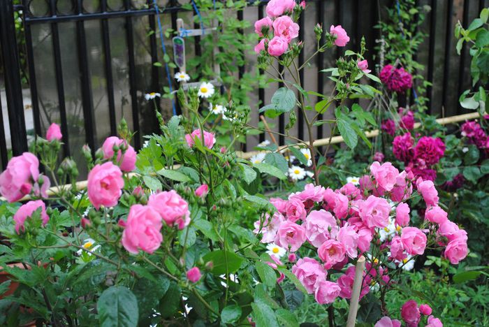  - yyy 2014 Trandafiri si clematite