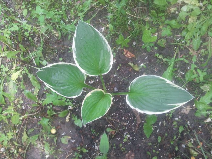 2014-05-25 17.30.20 - hosta