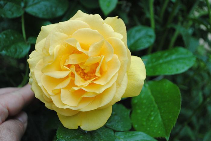 Julia Child - yyy 2014 Trandafiri si clematite