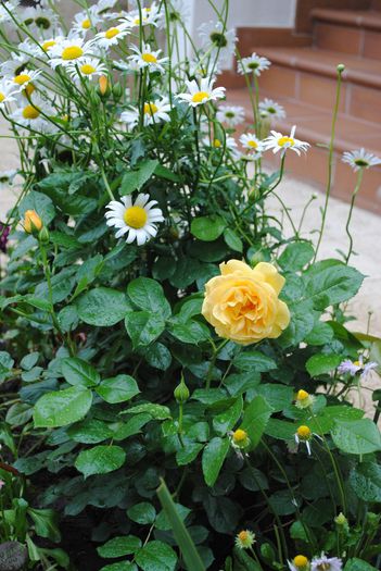 Julia Child - yyy 2014 Trandafiri si clematite