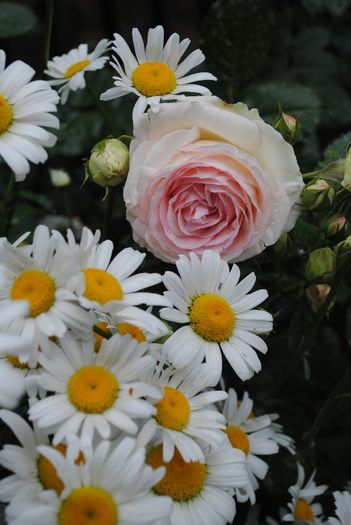 Eden Rose - yyy 2014 Trandafiri si clematite