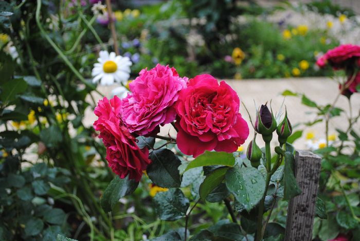 Red Leonardo da Vinci - yyy 2014 Trandafiri si clematite