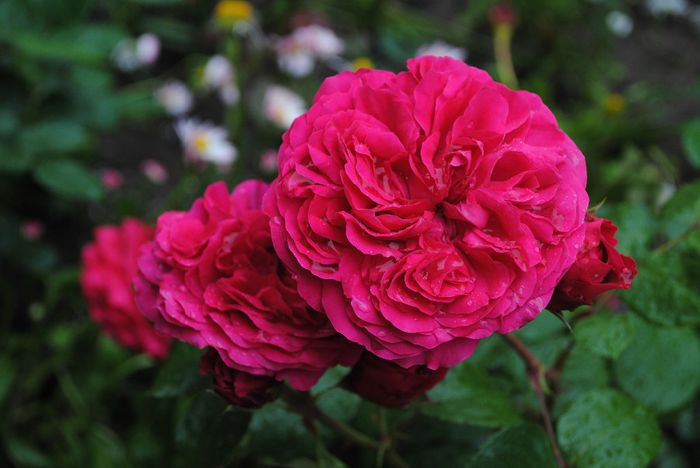 Red Leonardo da Vinci - yyy 2014 Trandafiri si clematite