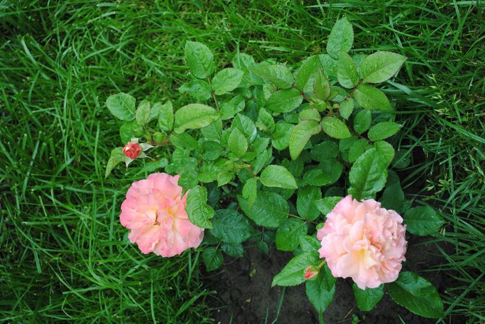 Augusta Luise - yyy 2014 Trandafiri si clematite