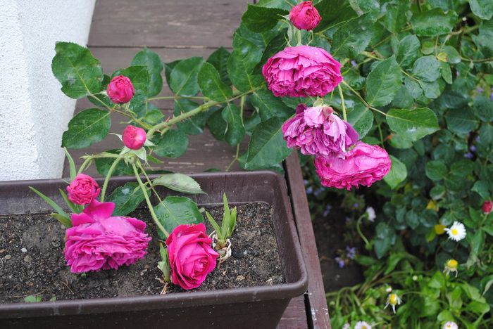 Falstaff, bine ca nu l-a rupt ploaia - yyy 2014 Trandafiri si clematite