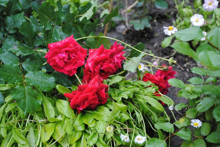 ..si alte flori pe jos( Nina Weibull) - yyy 2014 Trandafiri si clematite