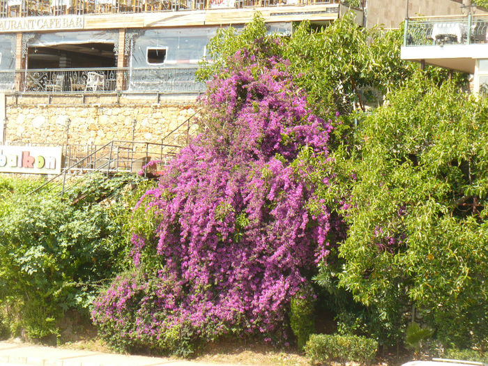 P1100263