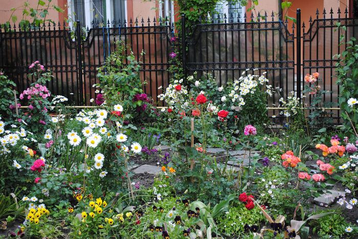 gradina 31 mai - yyy 2014 gradina mea