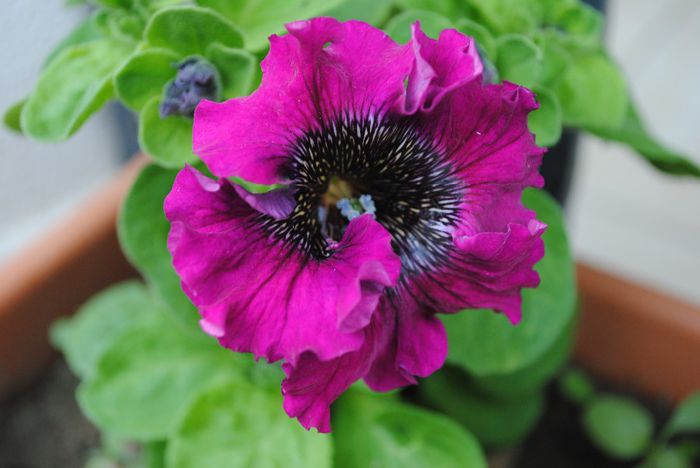 petunie Superbissima violet, prima floare - yyy 2014 gradina mea