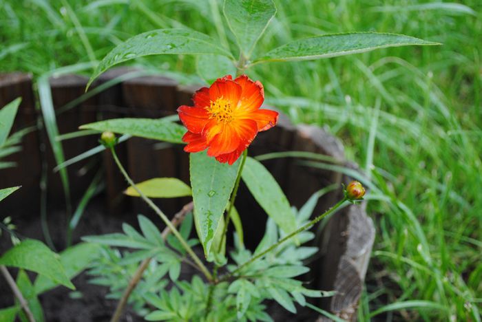 cosmos - yyy 2014 gradina mea