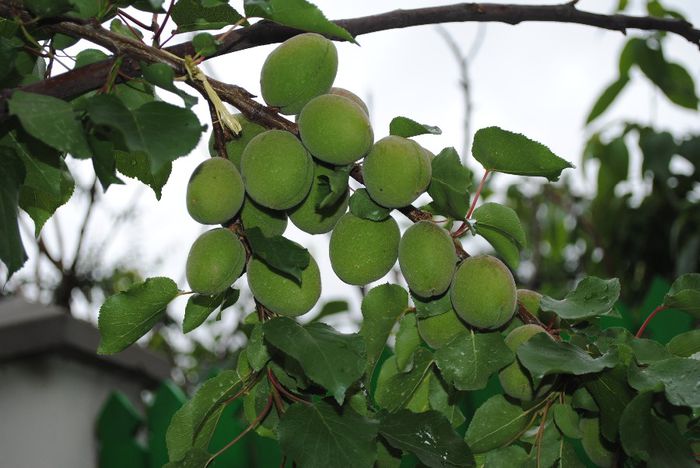 primele caise (soiul Sulmona) - yyy 2014 gradina mea