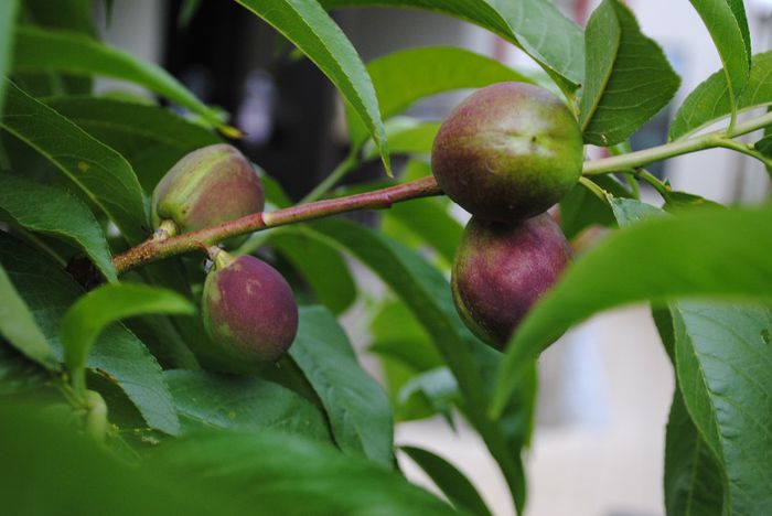 si primele nectarine.. - yyy 2014 gradina mea