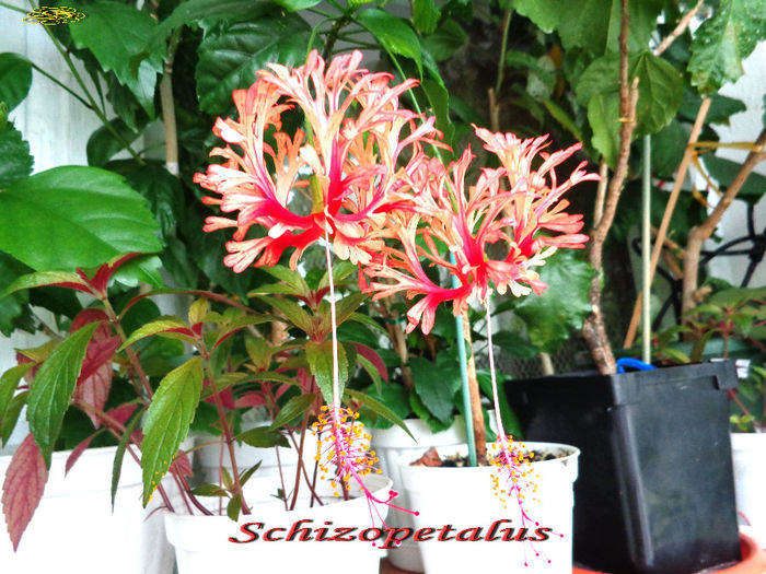 Schizopetalus (31-05-2014)2 - Hibiscusi 2014