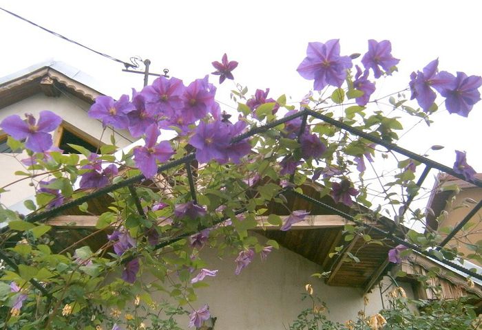  - La jumate de florar si final de luna