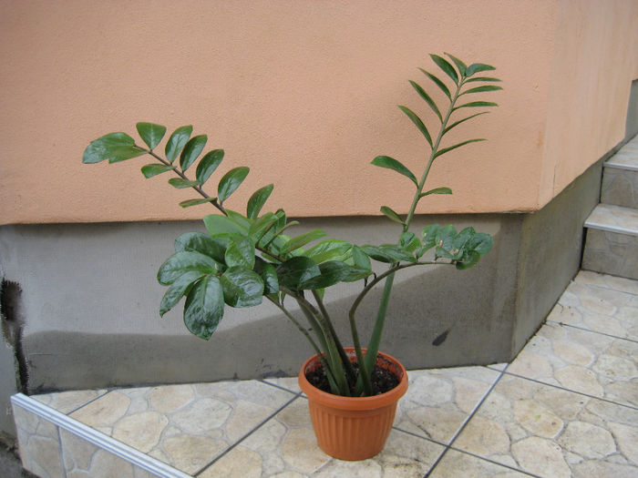 ZAMIOCULCAS 25 LEI - 0-0-ULTIMA POSIBILITATE DE VANZARE 2014