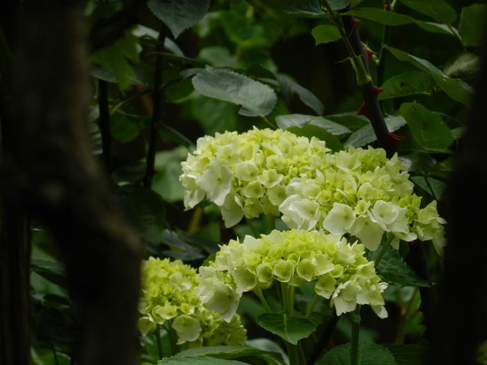 DSCN0806 - HORTENSIA_2014