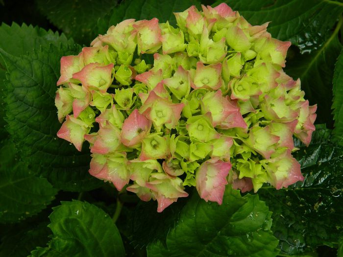 DSCN0891 - HORTENSIA_2014