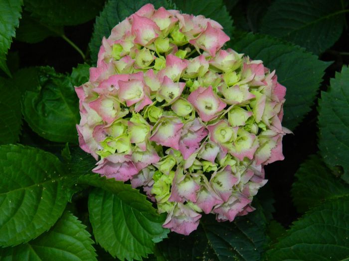 DSCN1085 - HORTENSIA_2014