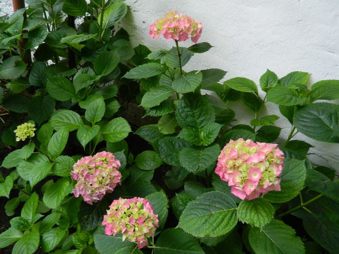 DSCN1125 - HORTENSIA_2014