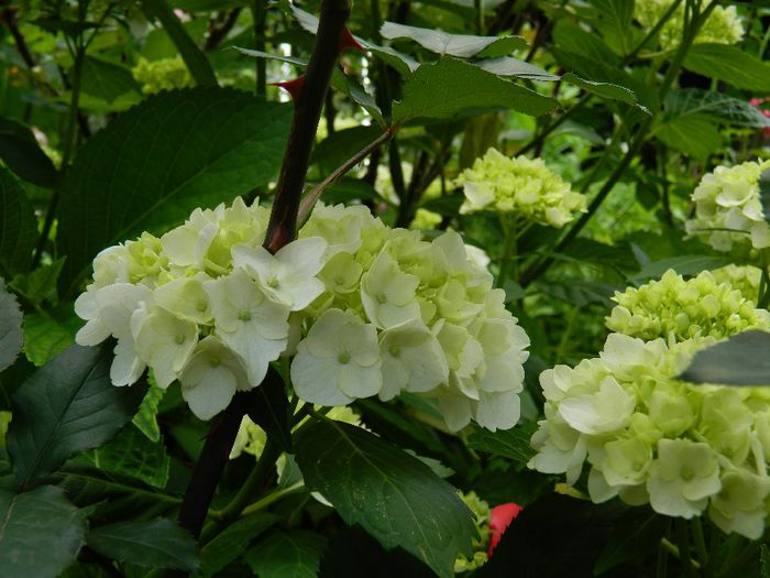 DSCN1145 - HORTENSIA_2014