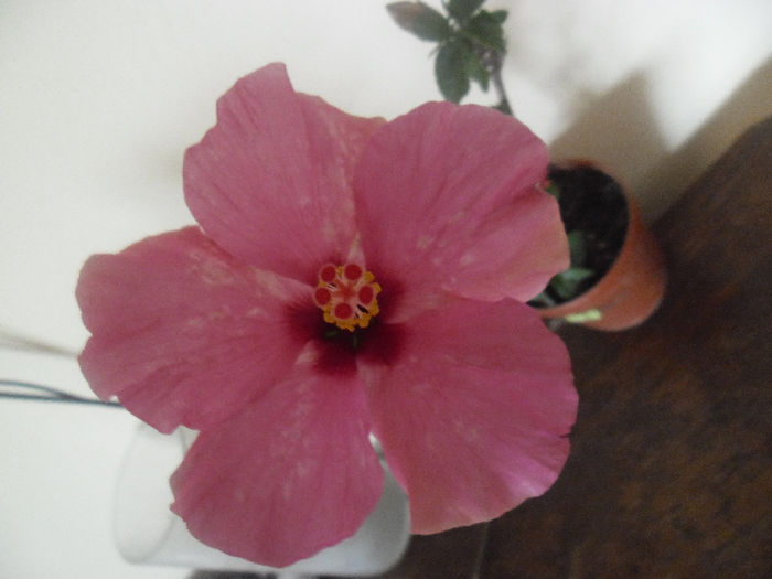 Adonicus Pink