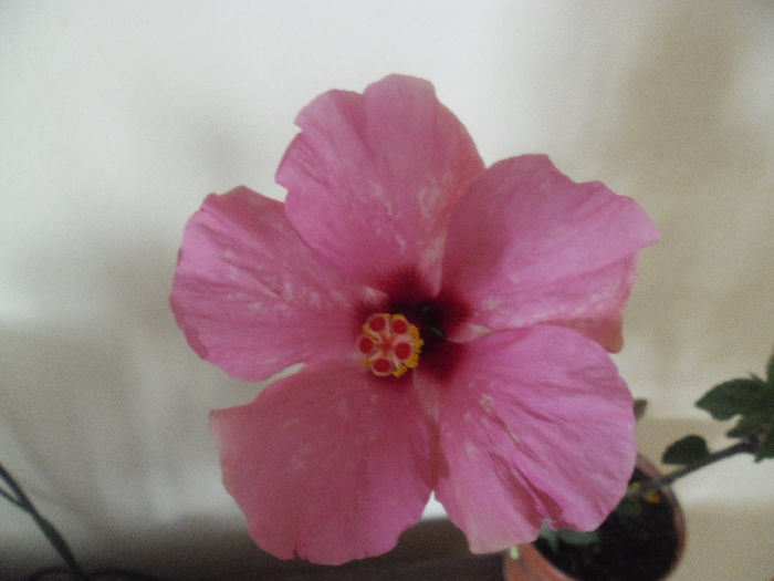 Adonicus Pink