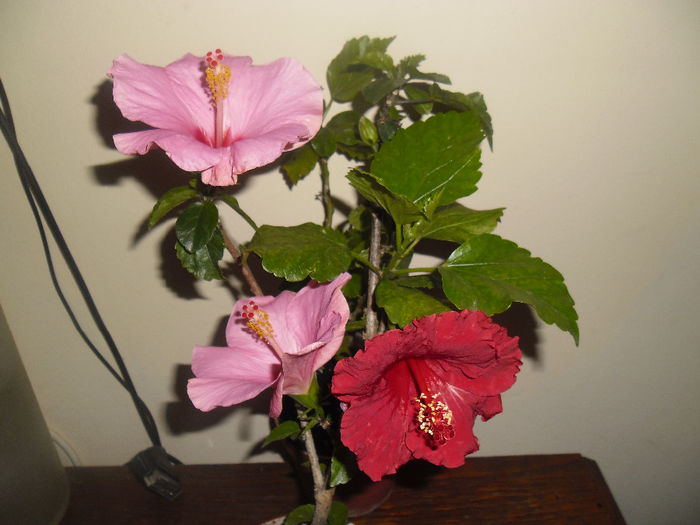 hibiscus grup