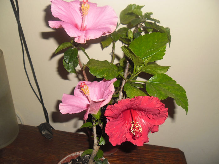 hibiscus grup