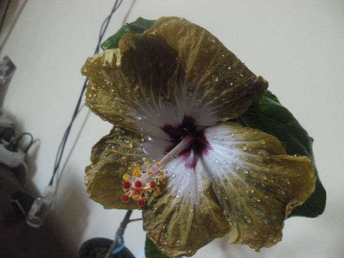 Joseph Domino - Hibiscus 2014-1